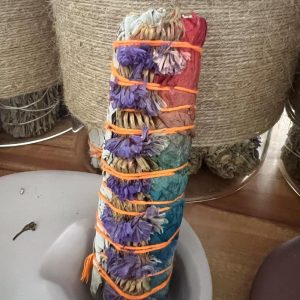 Colourful Petal Sage Bundle 七色花瓣鼠尾草