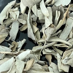 White Sage Leaves 白鼠尾草叶片